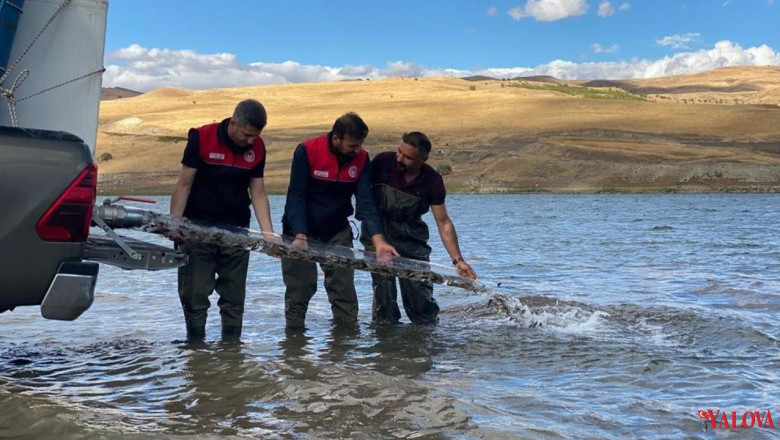 Türkiye Nüfusu Kadar Balık Deniz ve Göllere Bırakıldı