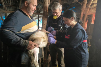 Yalova’da 22 Bin Evcil Hayvan Kayıt Altına Alındı