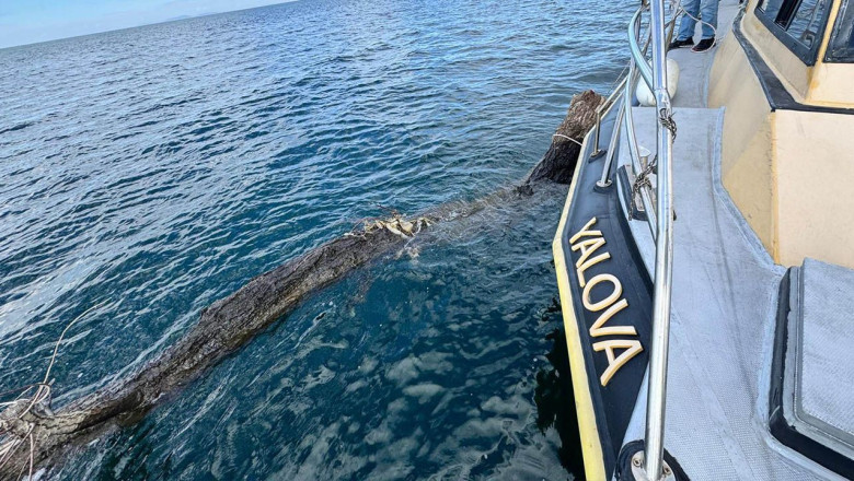Yalova’da Denizde Tehlike Oluşturan Yüzen Ağaç Kıyıya Çekildi