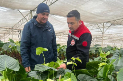 İl Müdürü İlmeç, Antoryum Serasını Ziyaret Etti