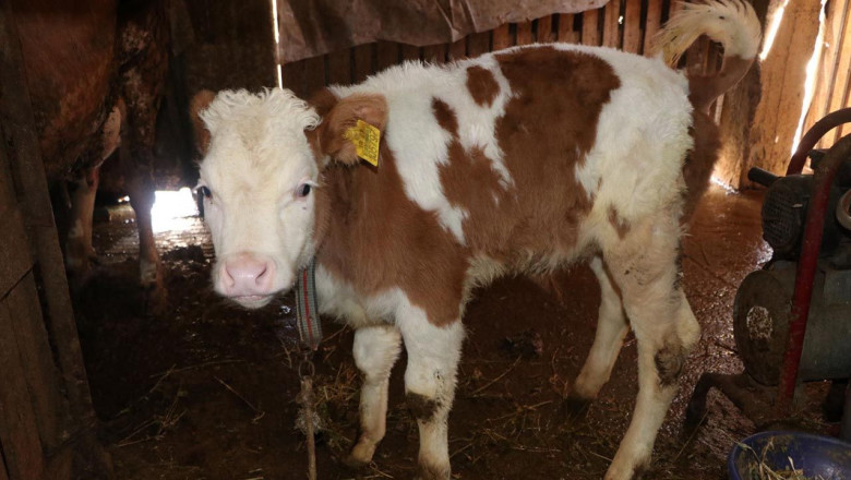 2026 İlkbahar Dönemi Şap Aşılama Kampanyası Başladı