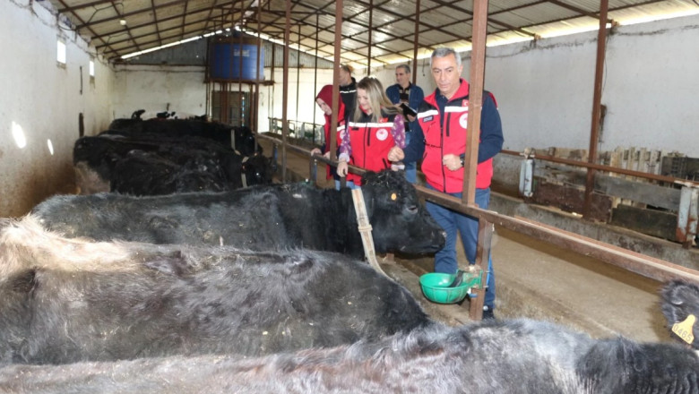 ANGUS DÜVELER İLK BUZAĞILARINI VERDİ