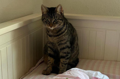 Sevimli Moka Çiftlikköy’de Kayboldu