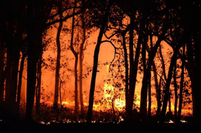 Yalova Kadar Orman Kül Oldu: 2025 Yılı Bilançosu Açıklandı