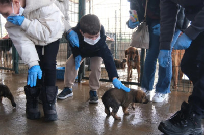 ÇİFTLİKKÖY’DE SOKAK HAYVANLARI EMİN ELLERDE