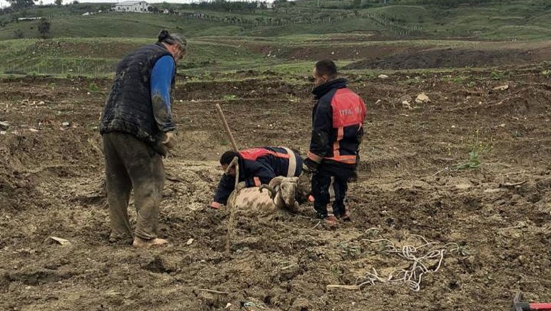 Yalova’da Çamura Saplanan Kurbanlık Koç İçin Kolları Sıvadılar