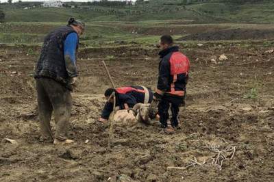 Yalova’da Çamura Saplanan Kurbanlık Koç İçin Kolları Sıvadılar