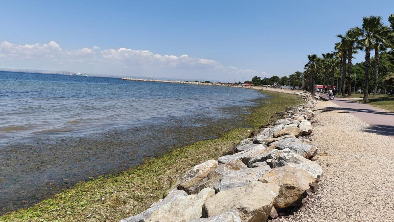 Yalova Sahili’nde Yosun Salgını