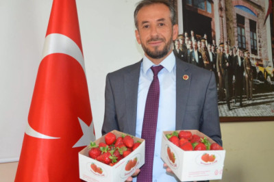 SERMAYECİK’TE ÇİLEK HASADI DEVAM EDİYOR