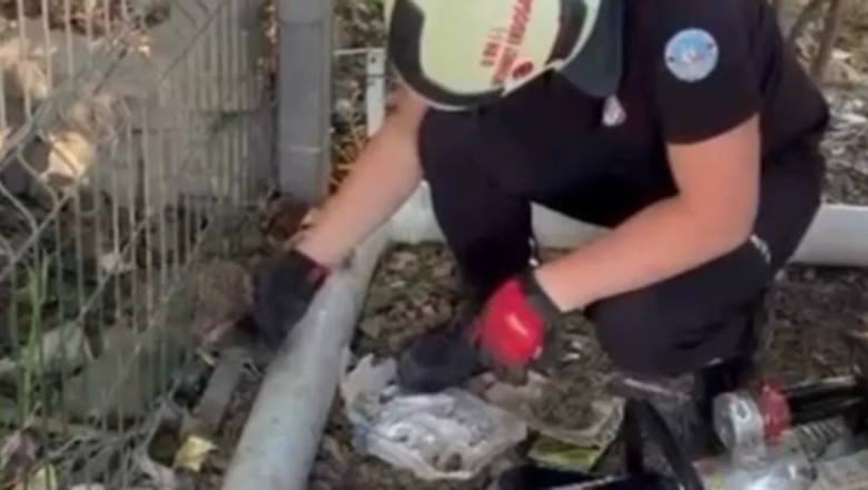 Çiftlikköy’de tel örgüye sıkışan kirpi operasyonla kurtarıldı