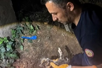 Armutlu’da yaralı kedileri itfaiye ekipleri kurtardı