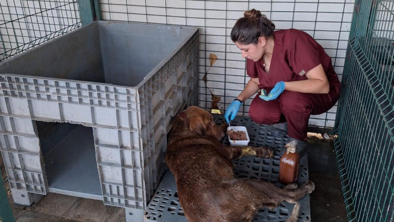 Yalova’da 3 Gün Su Kuyusunda Mahsur Kalan Köpek Kurtarıldı