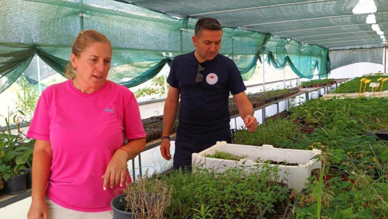 Yalova'da Tıbbi Aromatik Bitki Üretimine Yakın Takip