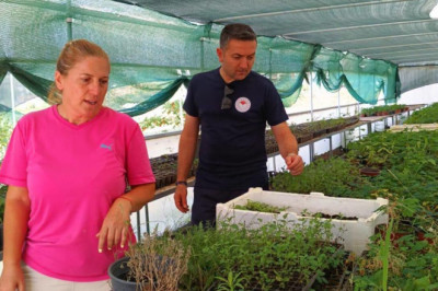 Yalova'da Tıbbi Aromatik Bitki Üretimine Yakın Takip
