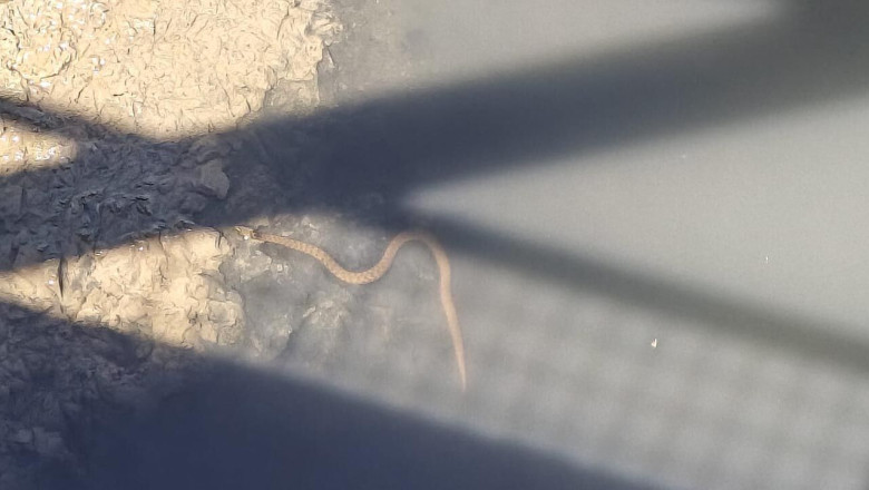 Yalova'da Peş Peşe Yılan Görüntüleri