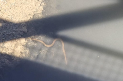 Yalova'da Peş Peşe Yılan Görüntüleri