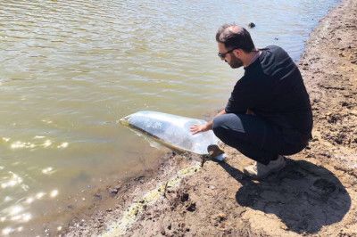 Yalova’daki Göletlere 30 Bin Yavru Sazan Bırakıldı