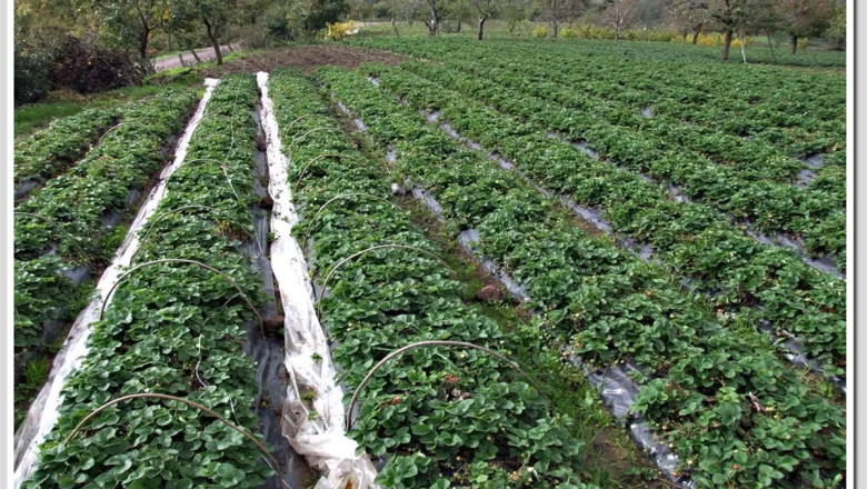 YALOVA’NIN TARIMSAL DEĞERLERİ