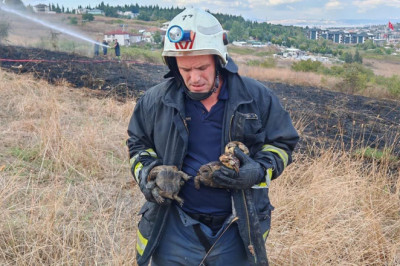 Yalova’da Alevlerden 11 Kaplumbağa Kurtarıldı