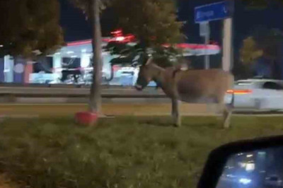 Bursa'da İzmir Yolu Caddesi'nde bir kişi eşeğini ağaca bağlayıp bölgeden ayrıldı